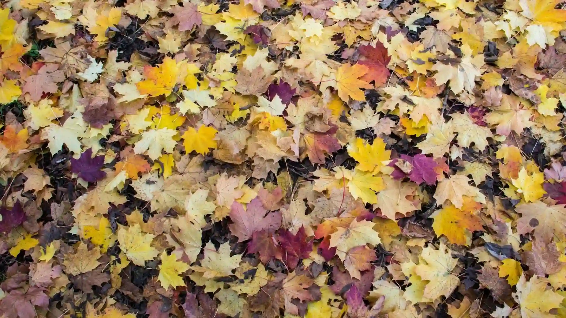 Close-up of a pile of colorful autumn leaves.